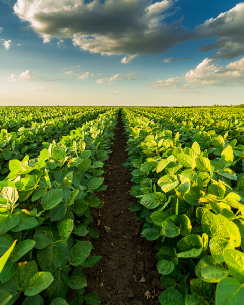 LINHA AGRO